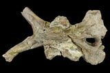 Mosasaur (Platecarpus) Parietal Bone - Kansas #114022-1